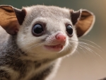 Sugarglider