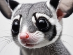 Sugarglider