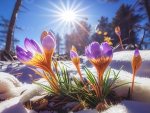 Crocuses in a forest with snow