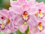 Orchids