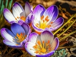 Bright And Colorful Crocuses