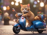 Cat Riding A Scooter