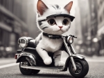 Cat Riding A Scooter