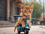 Cat Riding A Scooter