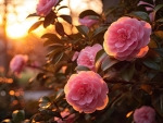Flowering Pink camellia tree in sunset garden