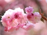  â€ Cherry Blossom â€ 