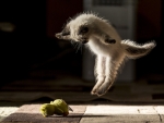 The paw-some Leap....
