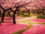 Beautiful cherry blossom sakura garden