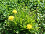 First dandelion of this year