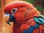 King Parrot