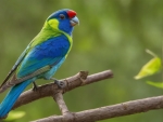Green Rosella