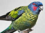 Green Rosella