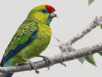 Green Rosella