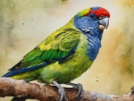 Green Rosella