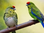 Green Rosella