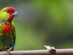 Green Rosella