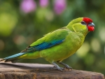 Green Rosella
