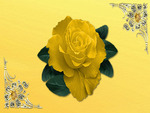Yellow Rose of Love