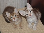 Curious Kittys