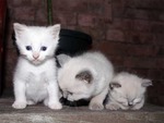 White Kittens