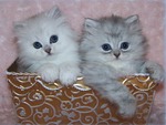 Persian Kittens