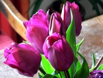 pink tulips