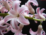  pink hyacinth