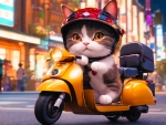 Cat On A Scooter
