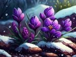 Purple Flowers and Snow