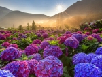 Colorful hydrangea plantation in the sun's rays