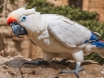 Corella