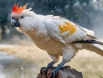 Corella