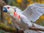 Corella