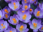Crocuses
