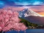 Sakura Blossoms At Mount Fuji
