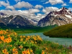 Spring Flowers in the Canadian Rockies, Alberta
