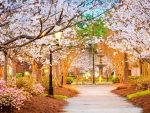 Spring In A Park At Macon, Georgia