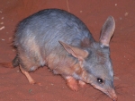 Bilby