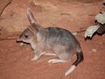 Bilby