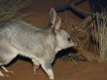 Bilby