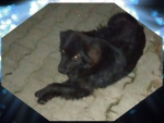 Black dog