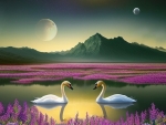 Peaceful Swans
