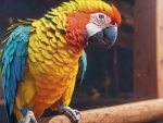 Gold Shoulder Parrot
