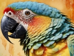 Gold Shoulder Parrot