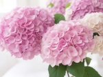 Pink hydrangea