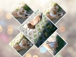 Collage pictures of cute little dog