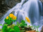 Spring Flowers At The Falls