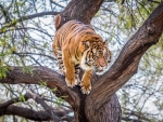 tiger in tree