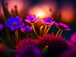 Colorful Flowers