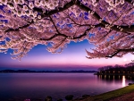Cherry blossoms at sunset